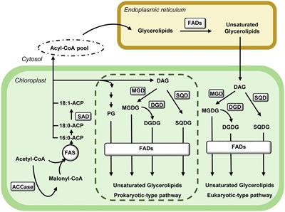 Chloroplast Lipids Metabolism and Function. A Redox Perspective